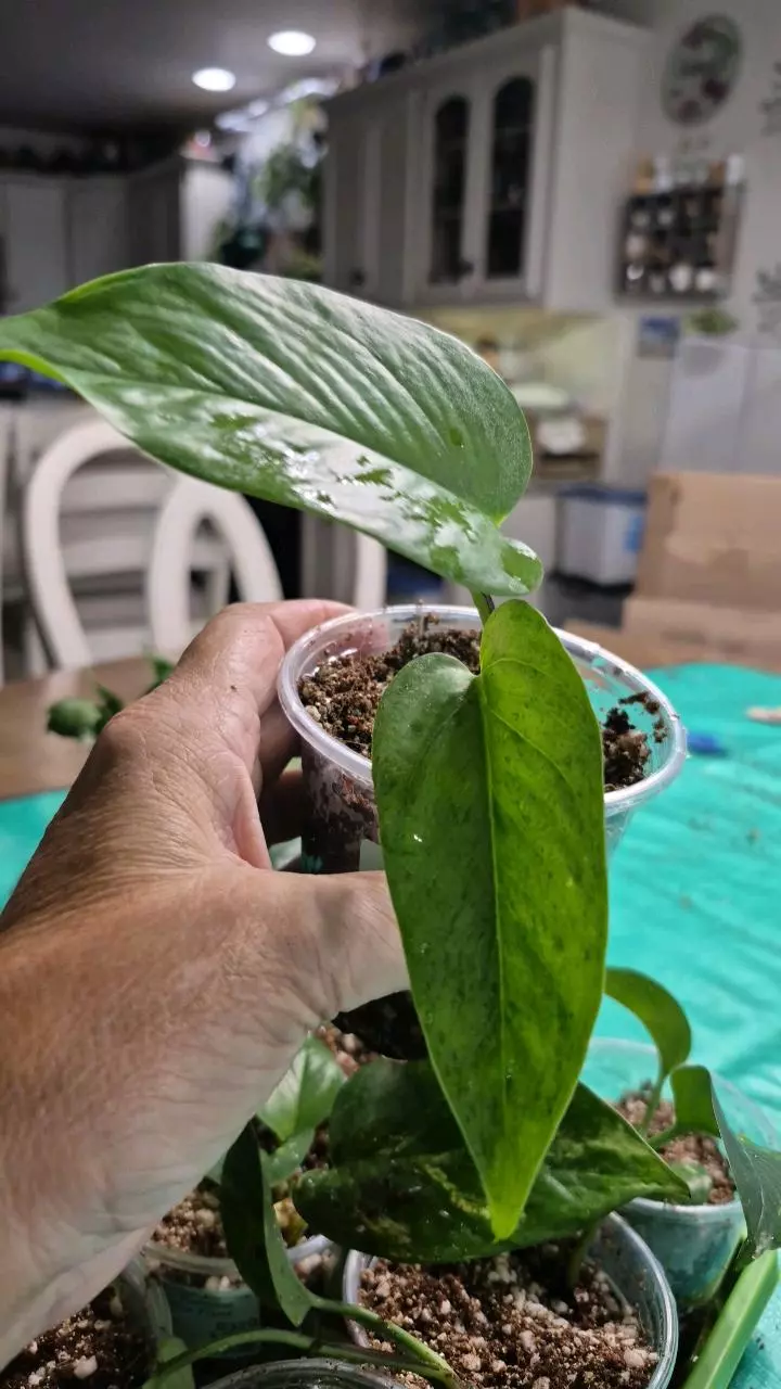 plant/🐺 8320 Epipremnum Aureum Teruno #6 Carnival-0