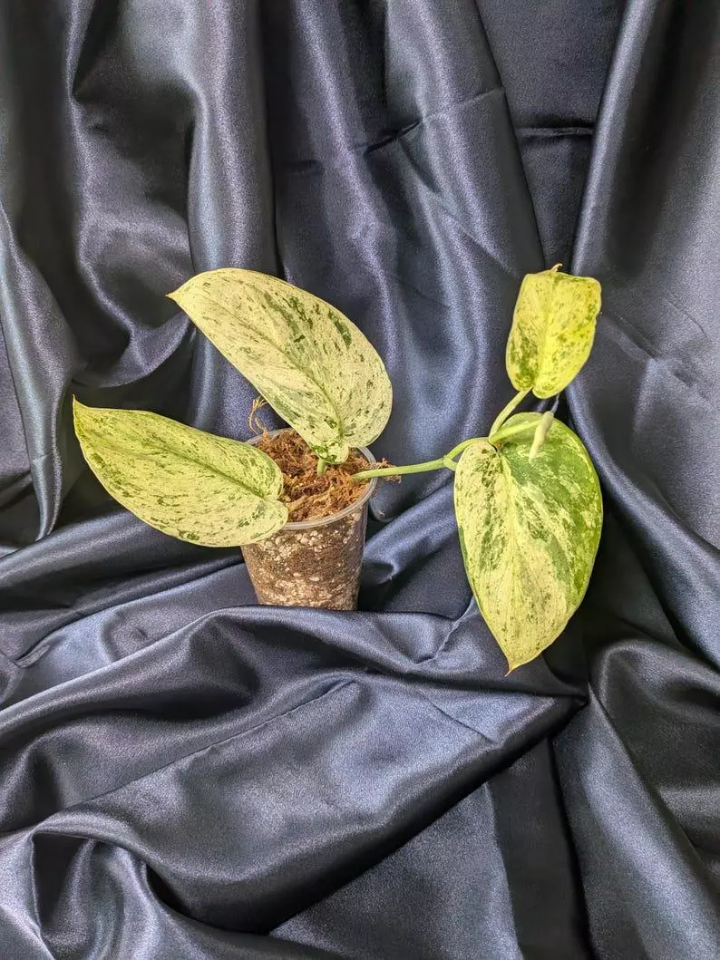 plant/Scindapsus Jade Satin Marble-0