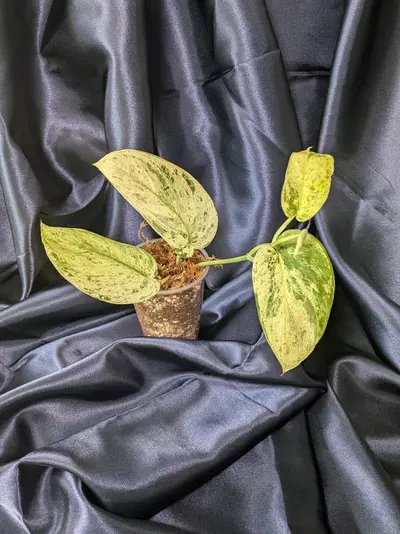 plant/Scindapsus Jade Satin Marble-0-thumbnail