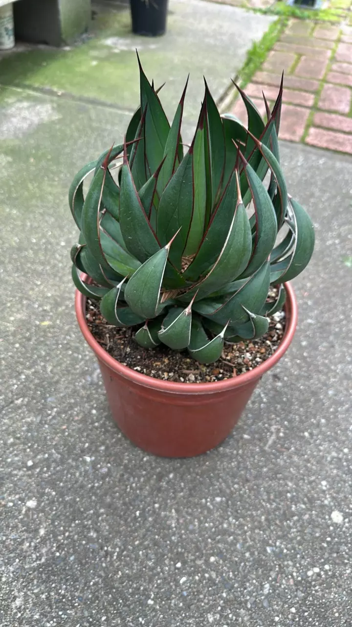 plant/Mangave Praying Hands-0