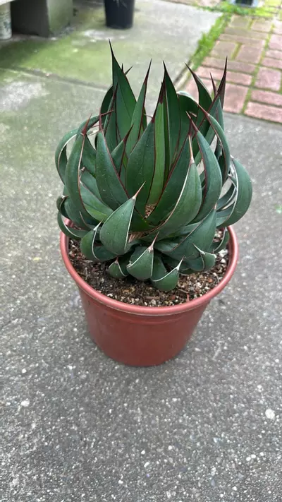 plant/Mangave Praying Hands-0-thumbnail