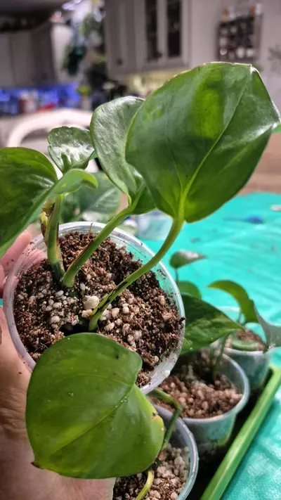 plant/🐺 8320 Epipremnum Aureum Manjula Pothos-3-thumbnail