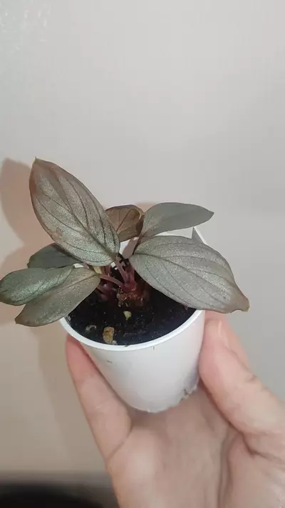 plant/Homalomena sp. Platinum velvet-2-thumbnail