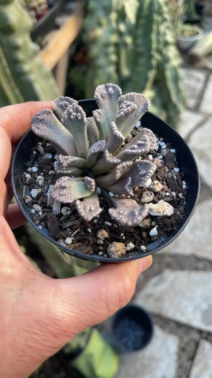 plant/Titanopsis Calcera, Concrete Succulent 3”-0