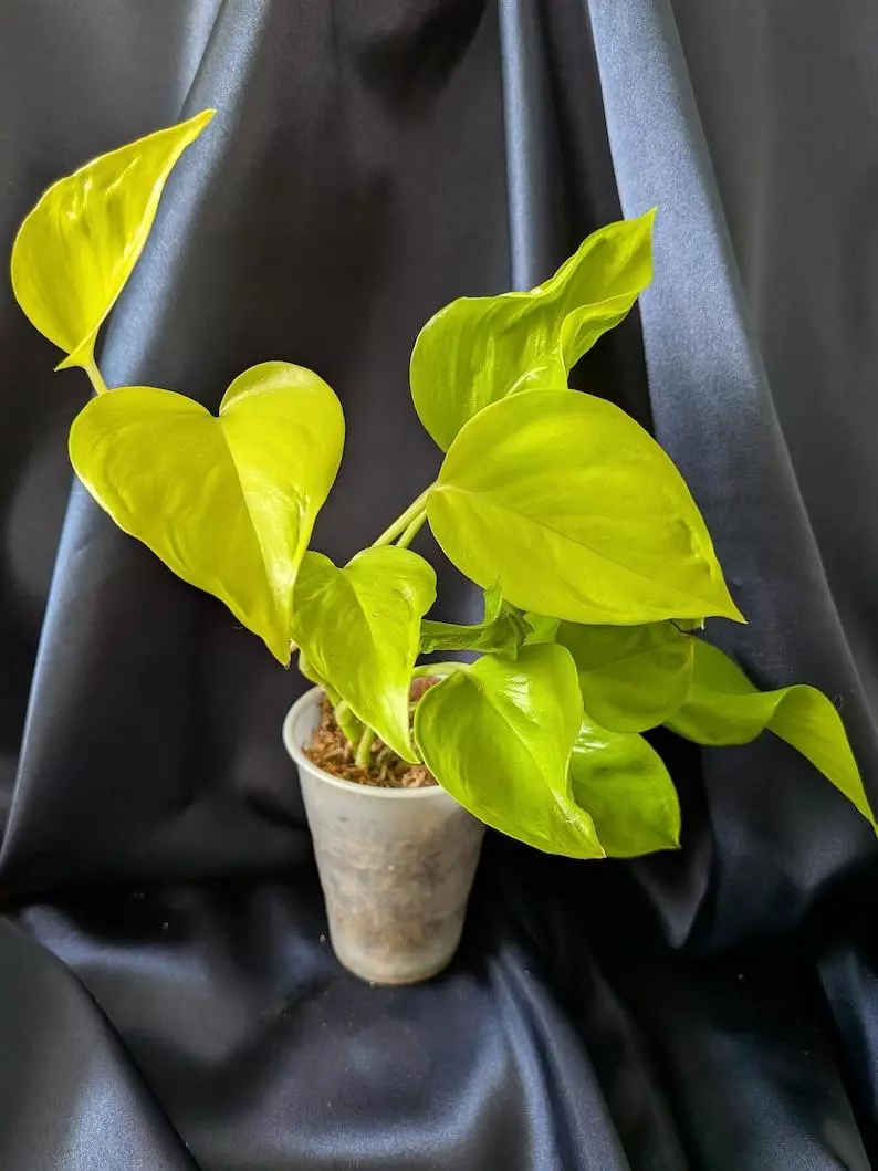 plant/Epipremnum Teruno Champs-Elysees-0