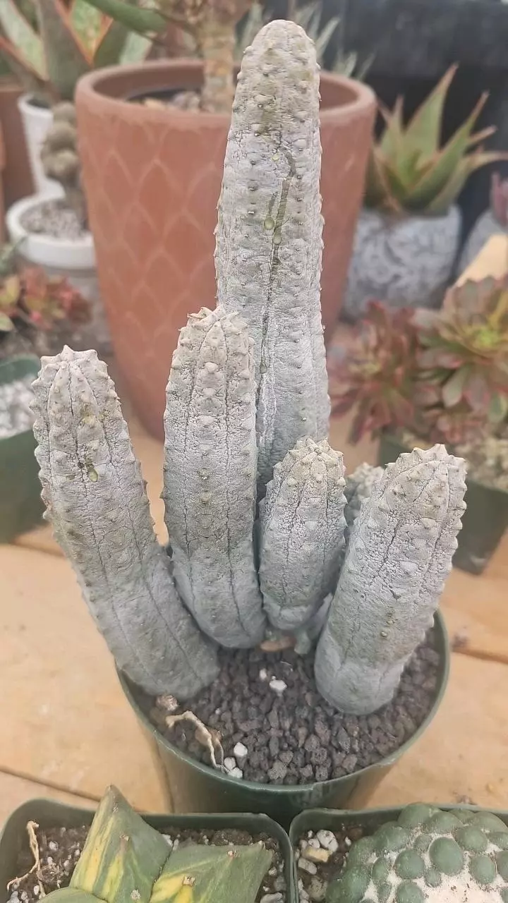 plant/Bundle worth $350-3