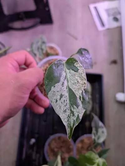 plant/Monstera Bulbasaur-1-thumbnail