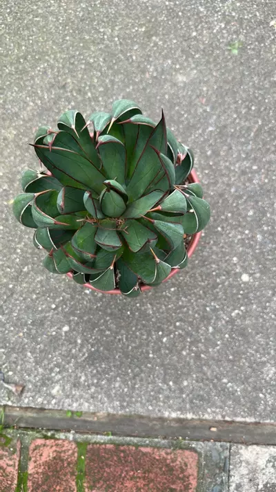 plant/Mangave Praying Hands-2-thumbnail