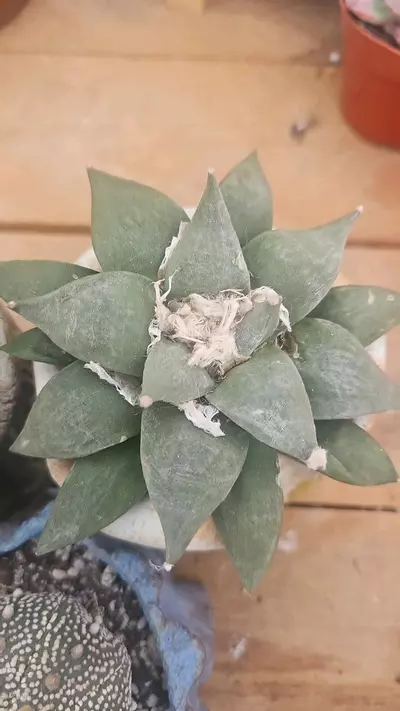 plant/Bundle worth $345-2-thumbnail