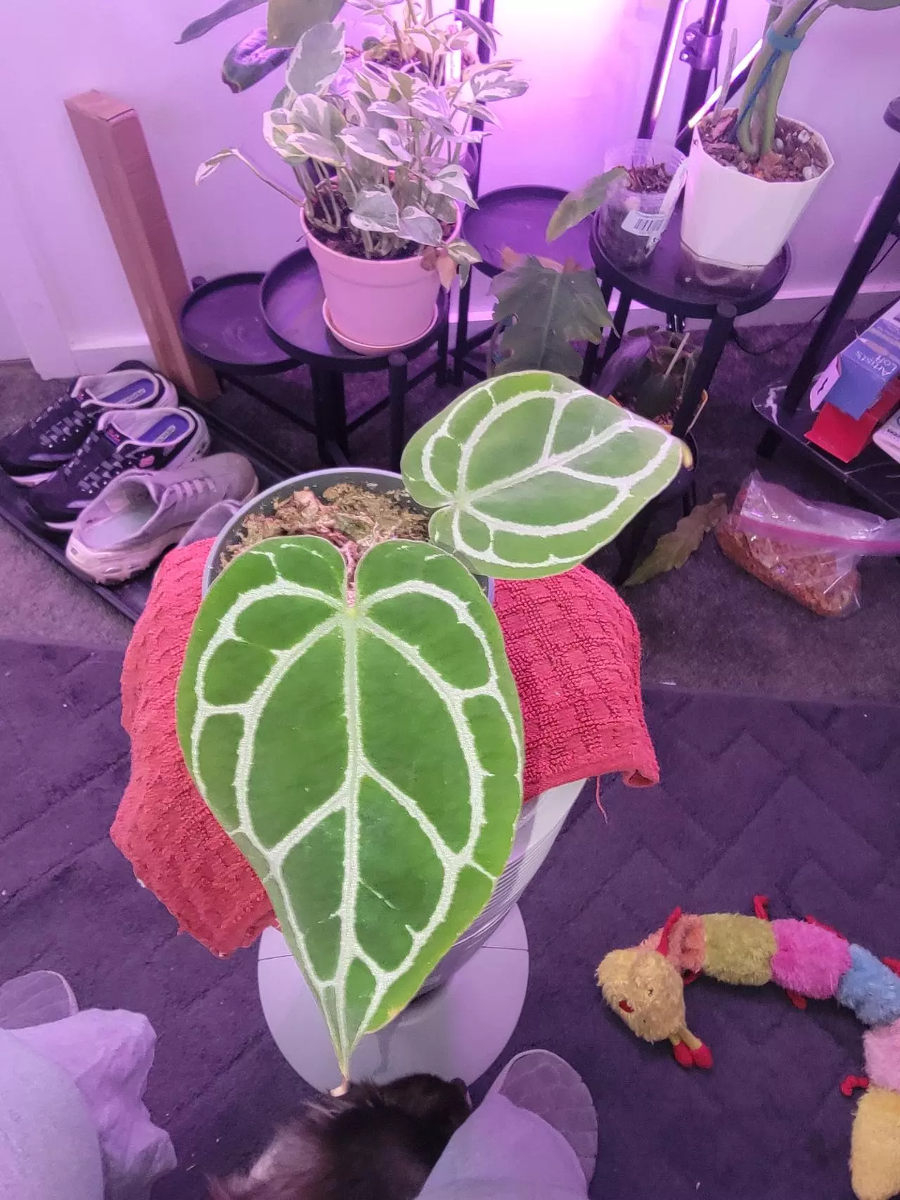 plant/Anthurium Crystallinum-1