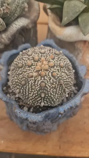 plant/Bundle worth $345-4