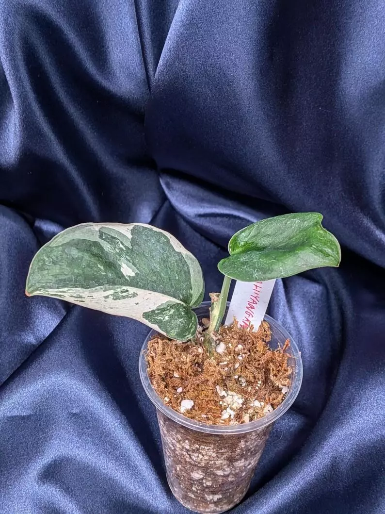 plant/Scindapsus Parahyangan-0