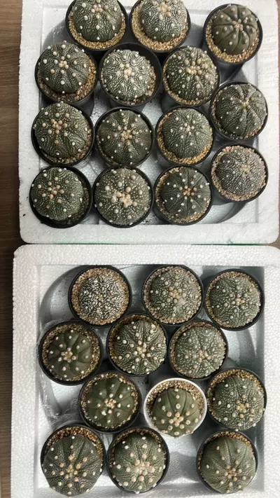 plant/P18 Astrophytum asterias ‘Super Kabuto’-0-thumbnail