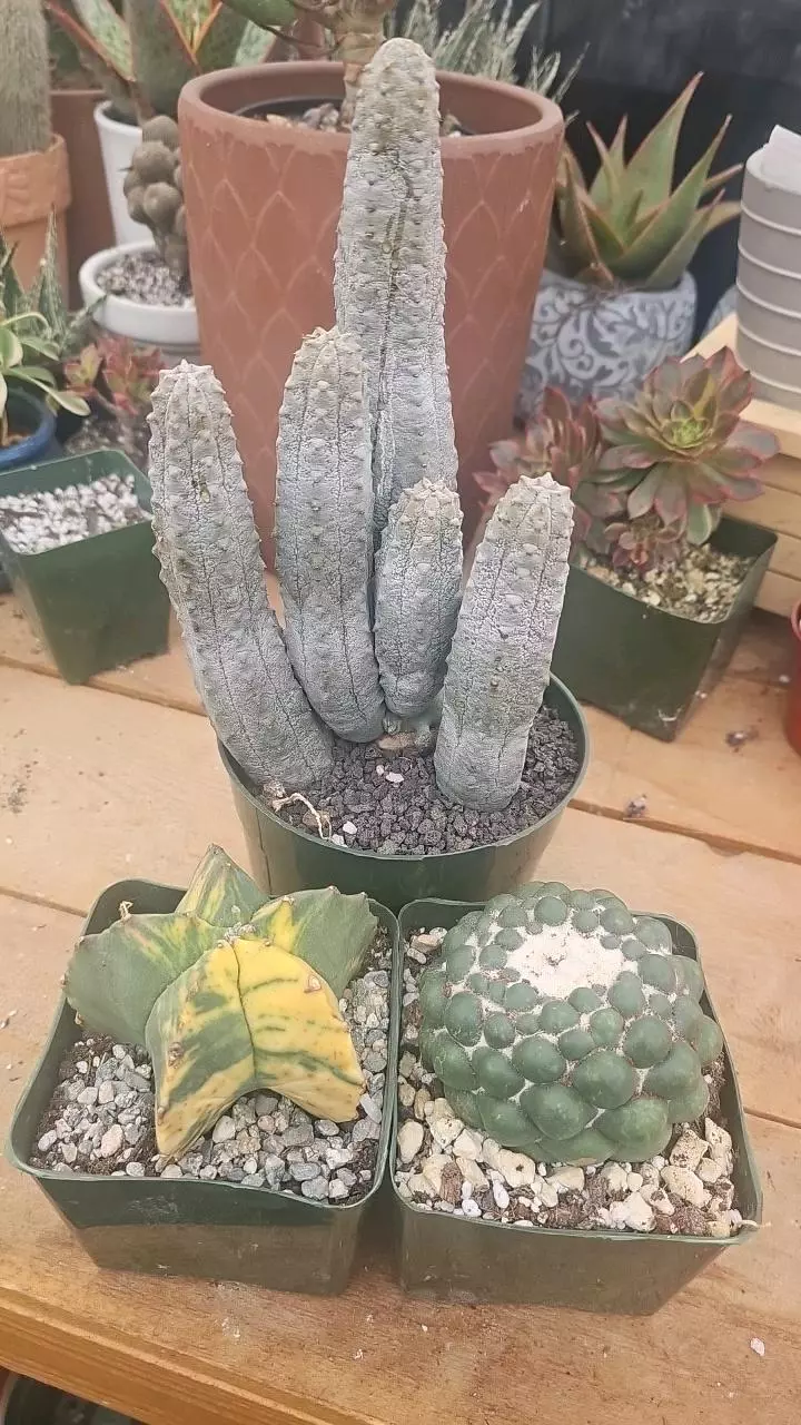 plant/Bundle worth $350-0