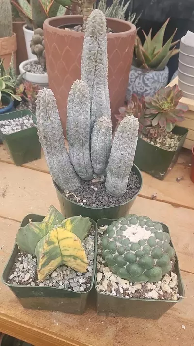 plant/Bundle worth $350-0-thumbnail