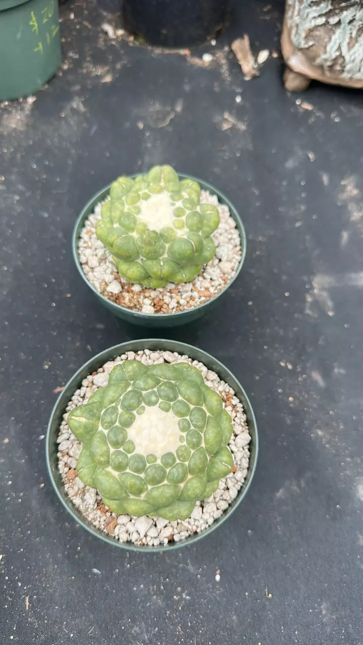 plant/Coryphanta in 5 inch pots-0