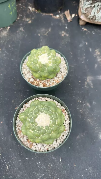 plant/Coryphanta in 5 inch pots-0-thumbnail