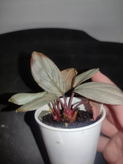 plant/Homalomena sp. Platinum velvet-5-thumbnail