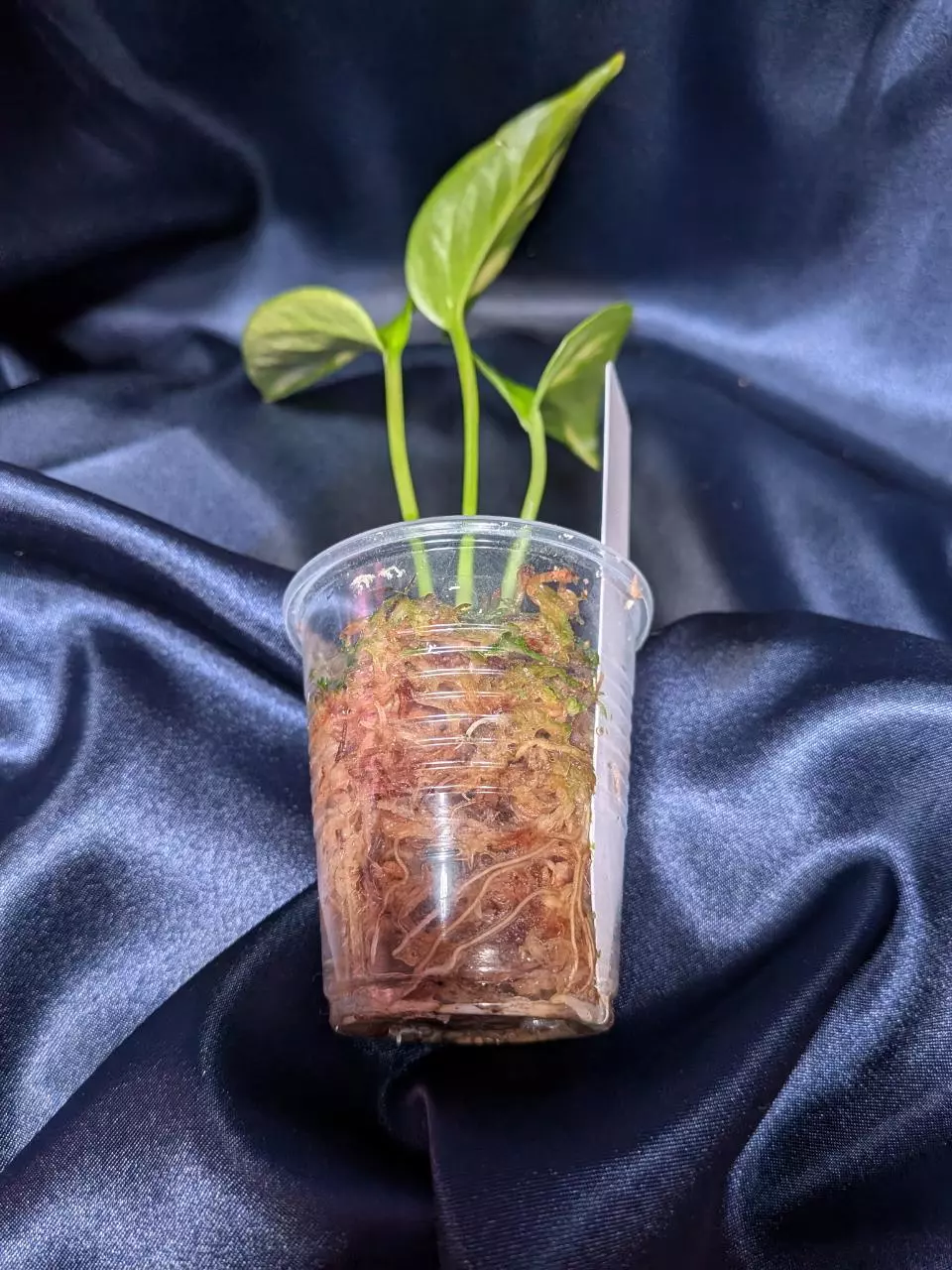 plant/Epipremnum Teruno Camouflage-4