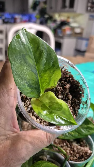plant/🐺 8332 Epipremnum Aureum Washio Emerald Pot-0-thumbnail