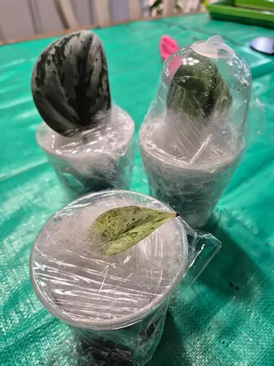 plant/Self-Watering 3" Pots, Set of Four-4-thumbnail