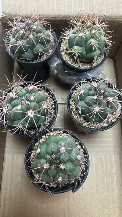 plant/P14 Gymnocalycium Stalinist-0-thumbnail