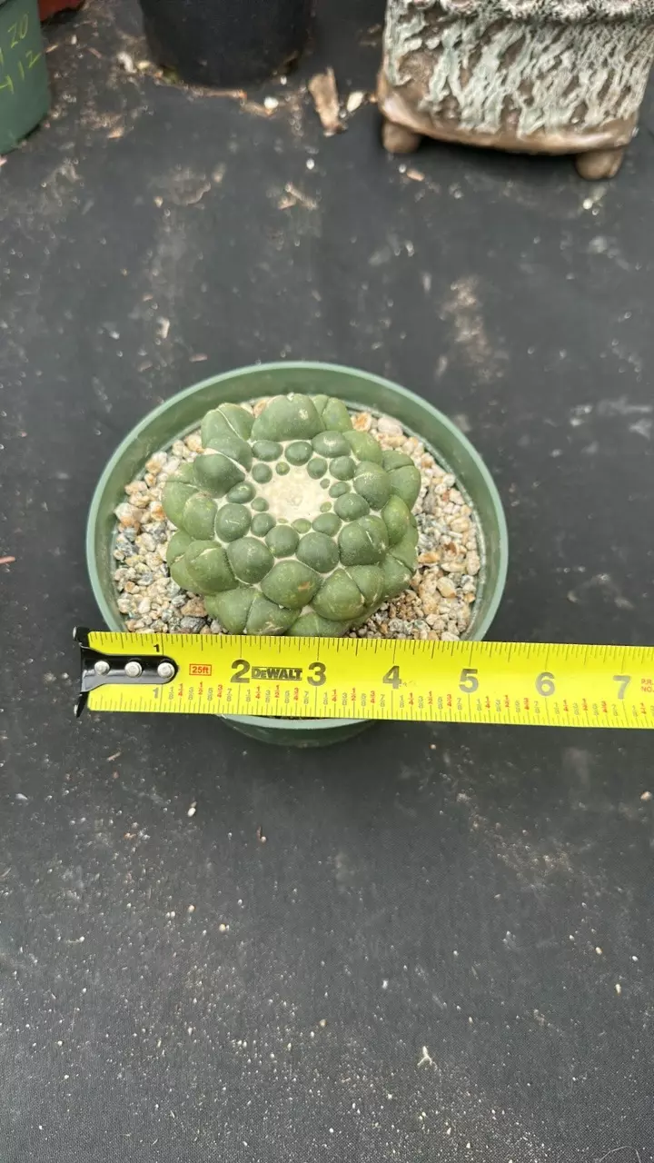 plant/Coryphanta in 6 inch pots-2