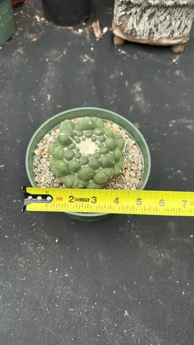 plant/Coryphanta in 6 inch pots-2-thumbnail