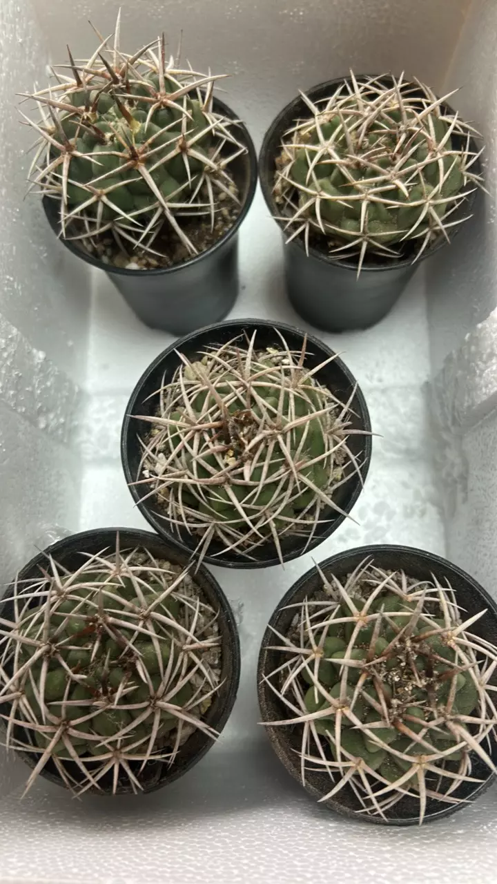 plant/P12 Gymnocalycium hybopleurum-0