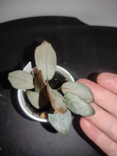 plant/Homalomena sp. Platinum velvet-4-thumbnail