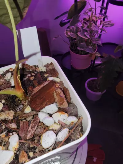 plant/💥Anthurium Terra Code
(Anth. Shuar Soul 'Inverse crossing' x papillilaminum-1-thumbnail