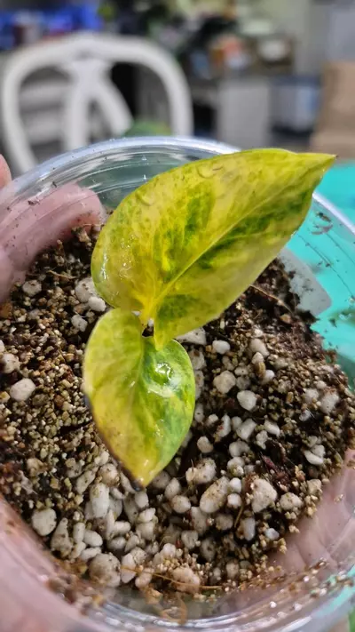 plant/🐺 8322 Epipremnum Aureum Alta Voltagem Pothos-0-thumbnail