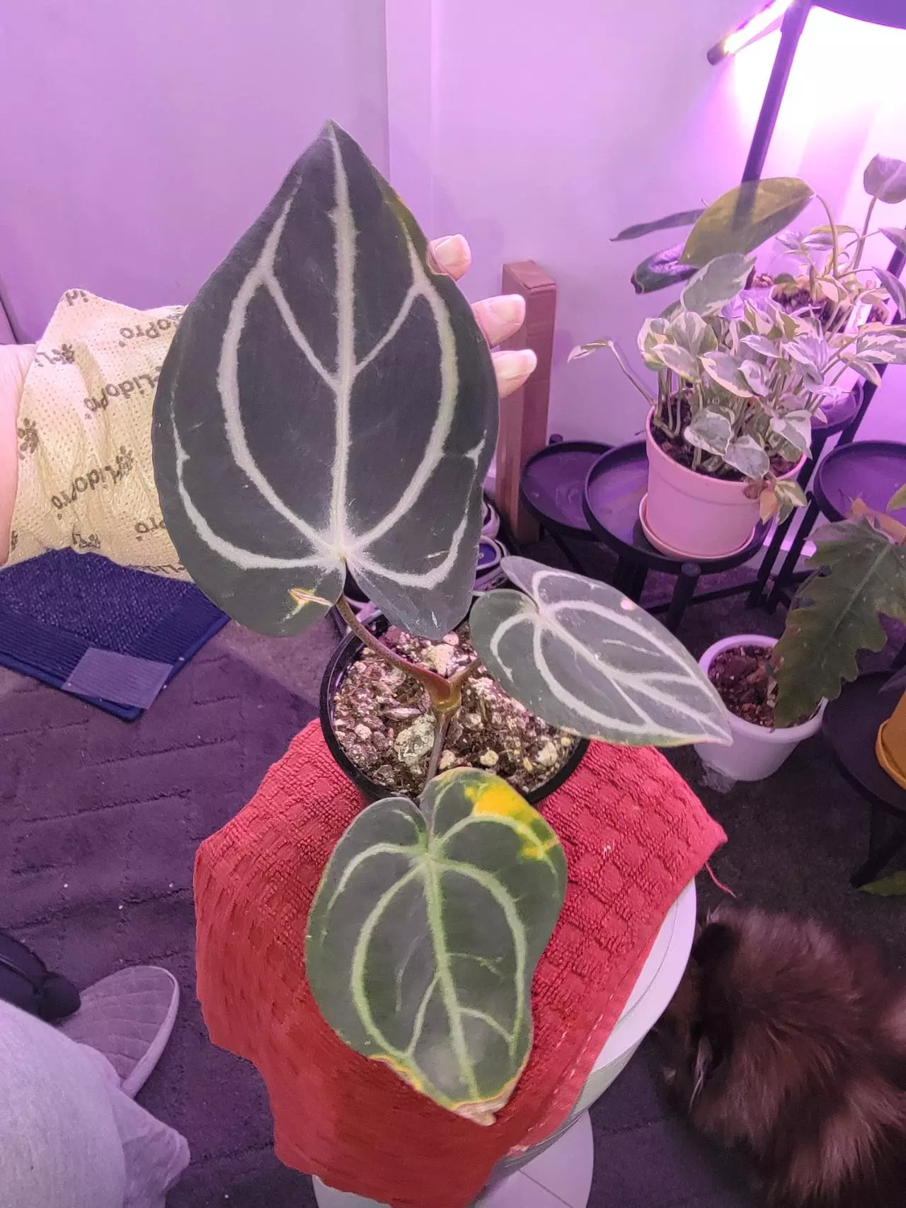 plant/Anthurium Carlablackiae-0