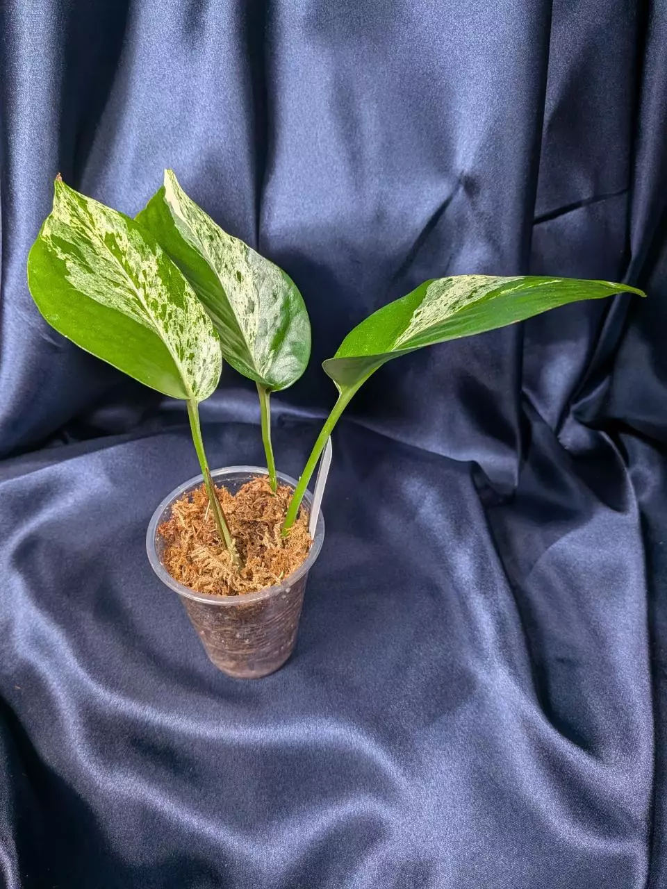 plant/Epipremnum Teruno Happiness-2