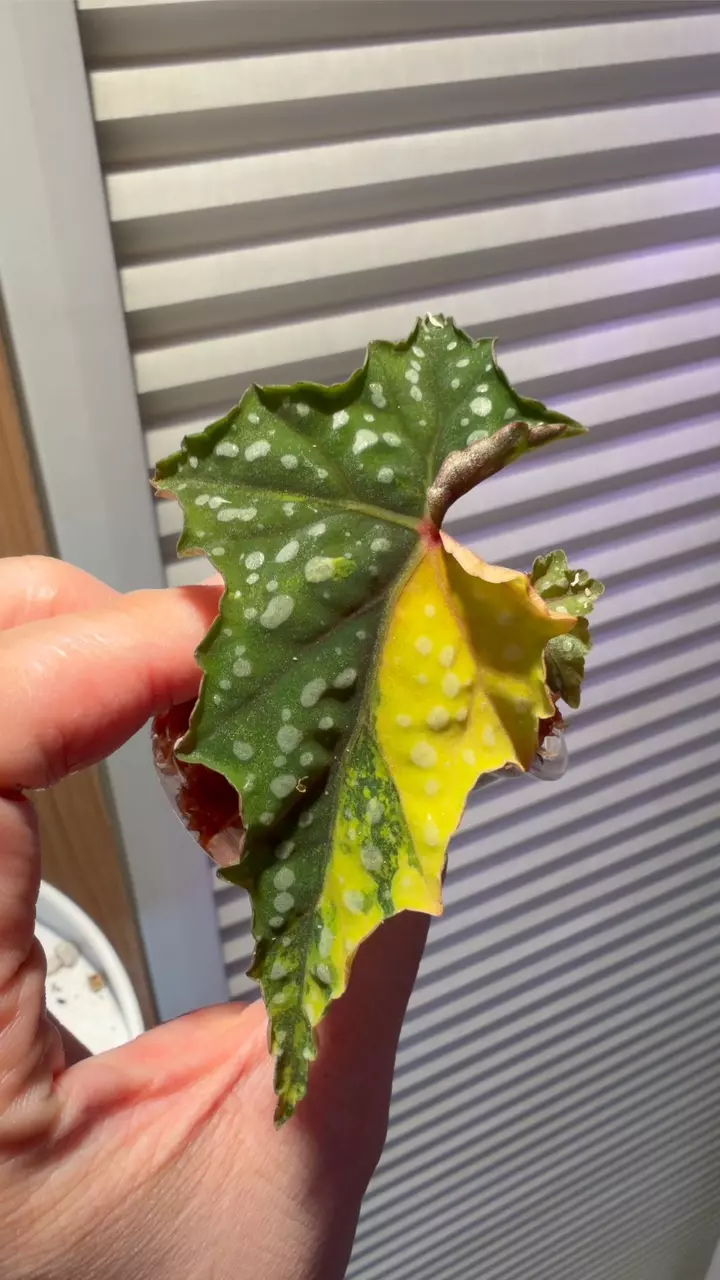 plant/Begonia Izumo no Kiraboshi Variegated cutting-0