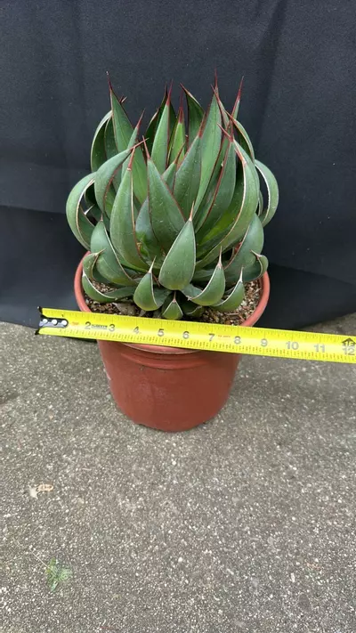 plant/Mangave Praying Hands-4-thumbnail