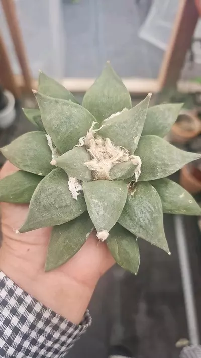 plant/Bundle worth $345-3-thumbnail