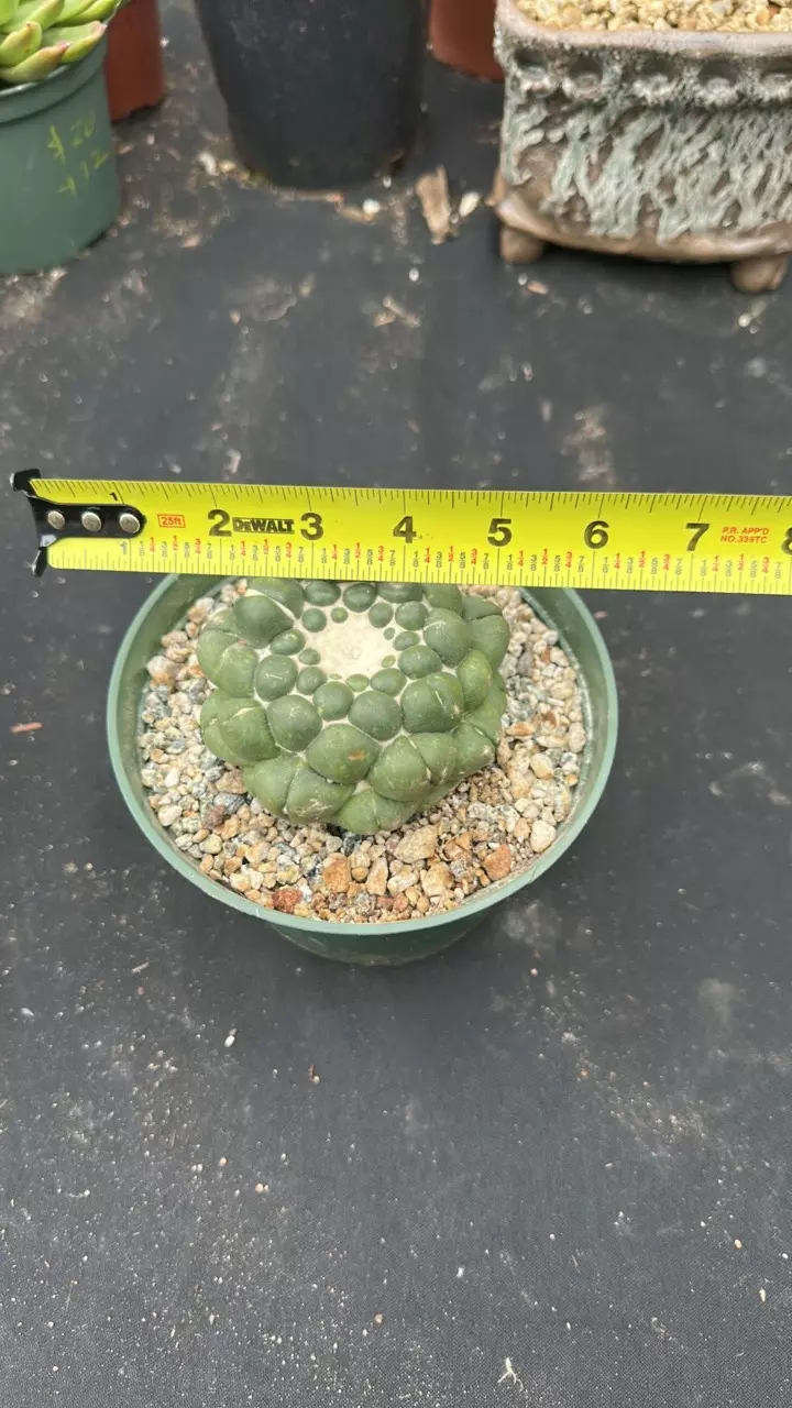 plant/Coryphanta in 6 inch pots-1