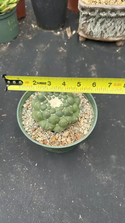 plant/Coryphanta in 6 inch pots-1-thumbnail