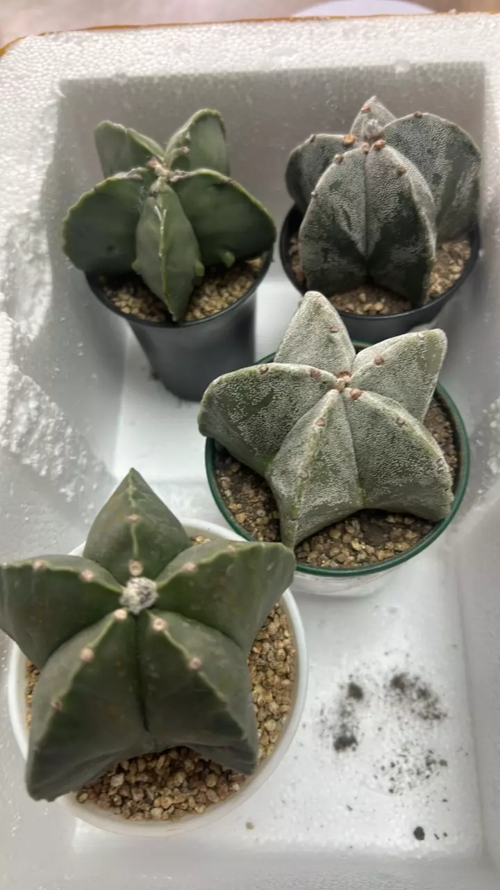 plant/P11 Astrophytum myriostigma-0
