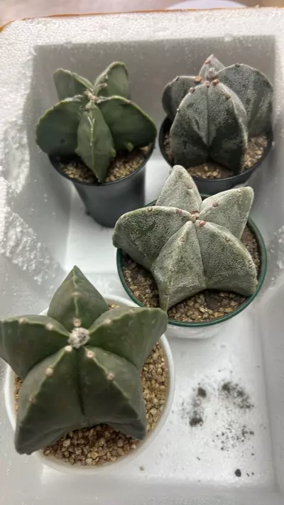 plant/P11 Astrophytum myriostigma-0-thumbnail