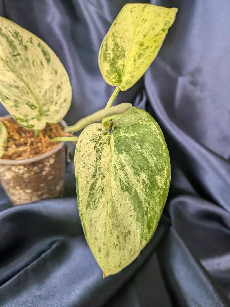 plant/Scindapsus Jade Satin Marble-3