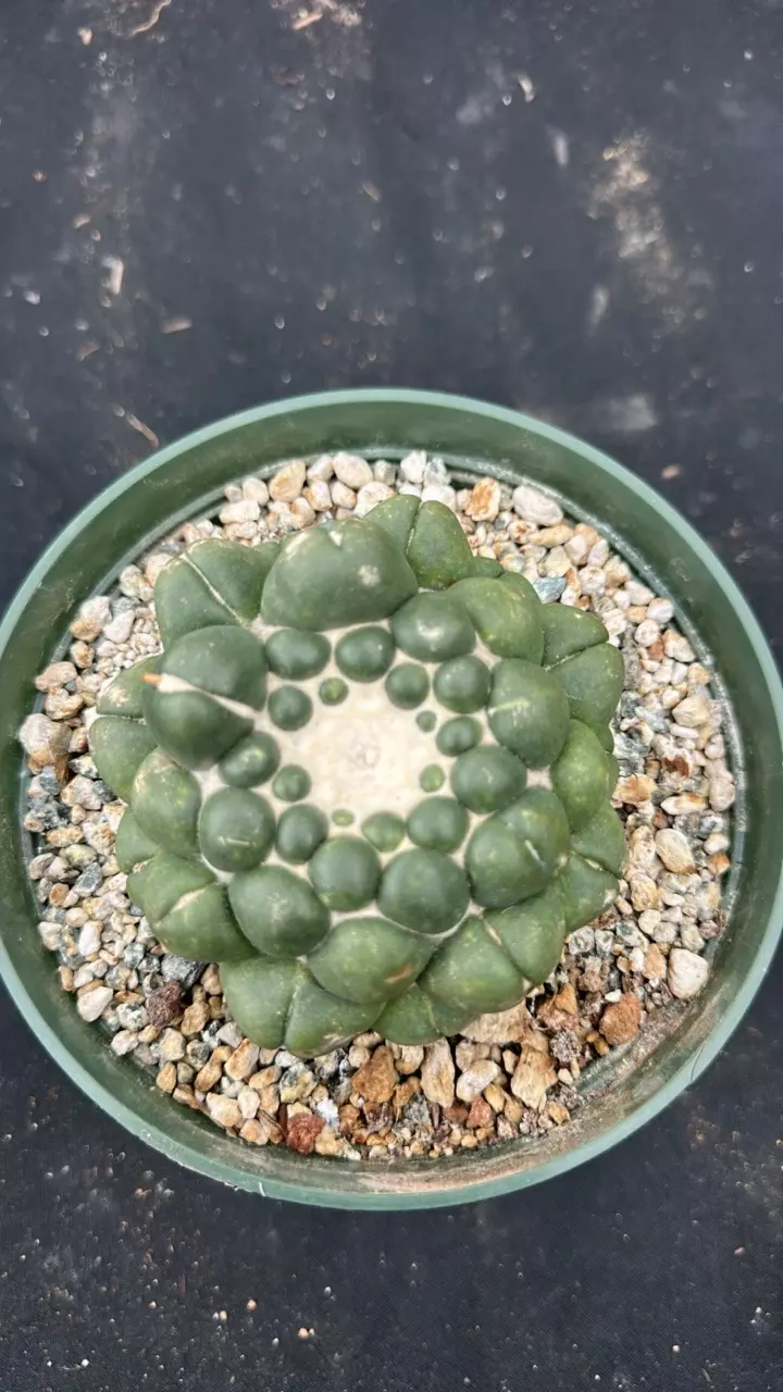 plant/Coryphanta in 6 inch pots-0