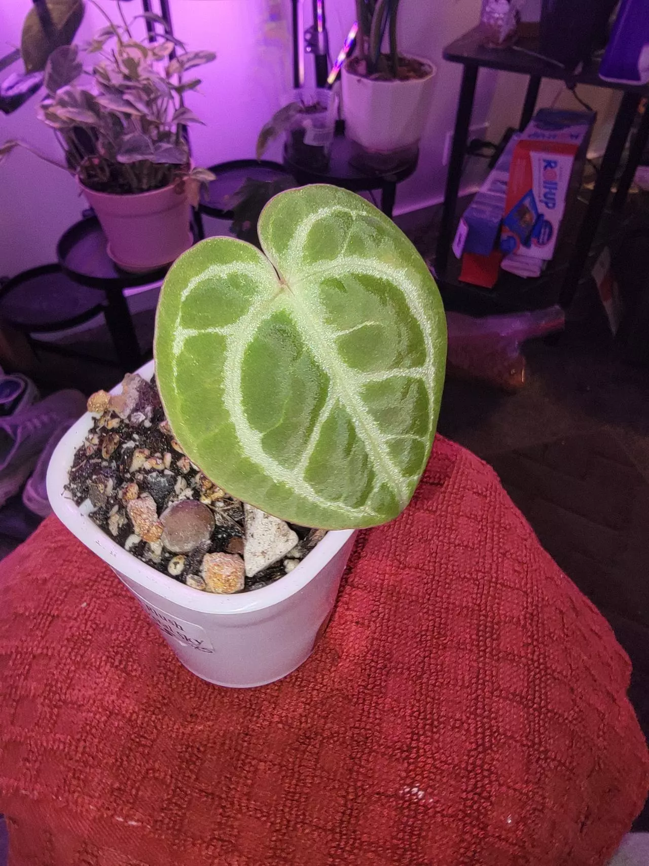 plant/💥Anthurium Silver Blush x Crystal Sky-0