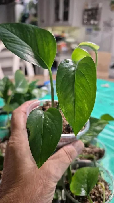 plant/🐺 8326 Epipremnum Aureum Churchill Gold Pothos-0-thumbnail