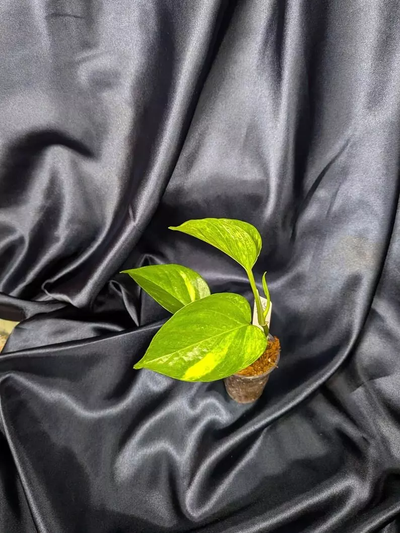 plant/Teruno Golden Jack-0