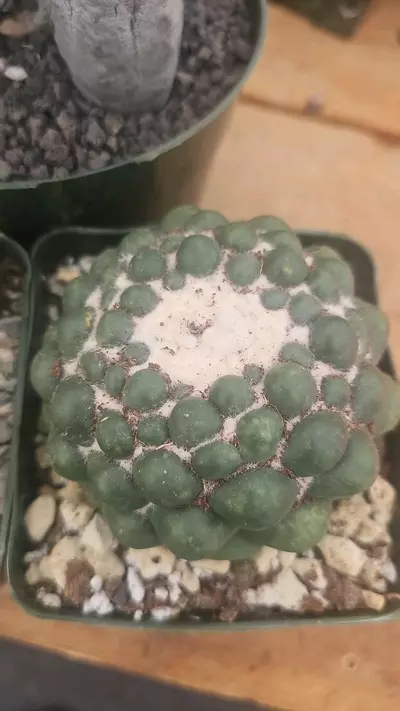 plant/Bundle worth $350-2-thumbnail