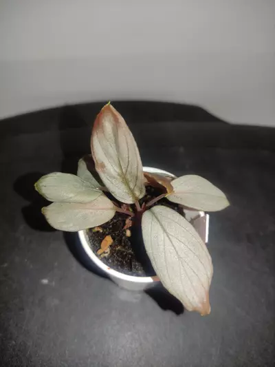 plant/Homalomena sp. Platinum velvet-6-thumbnail