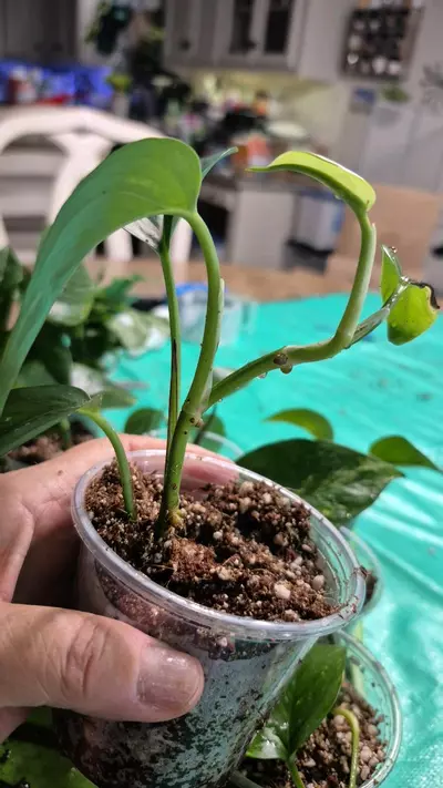 plant/🐺 8326 Epipremnum Aureum Churchill Gold Pothos-1-thumbnail