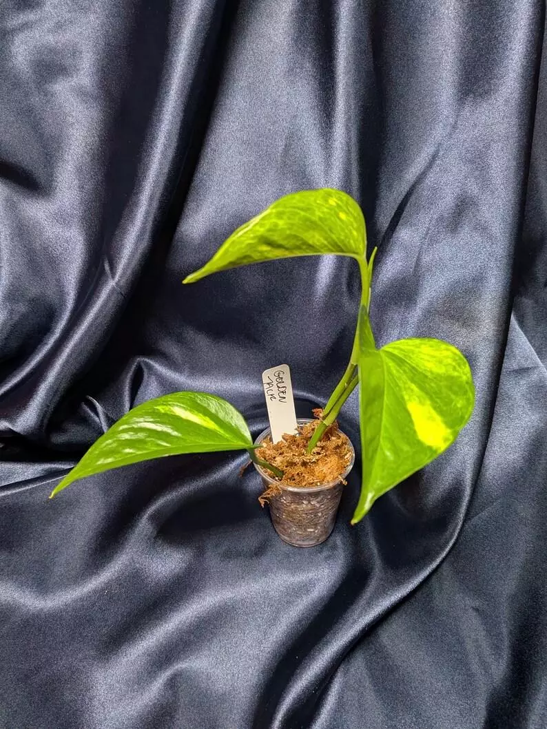 plant/Teruno Golden Jack-2